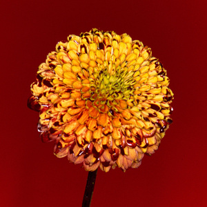 欧美作爱等级最高级片
